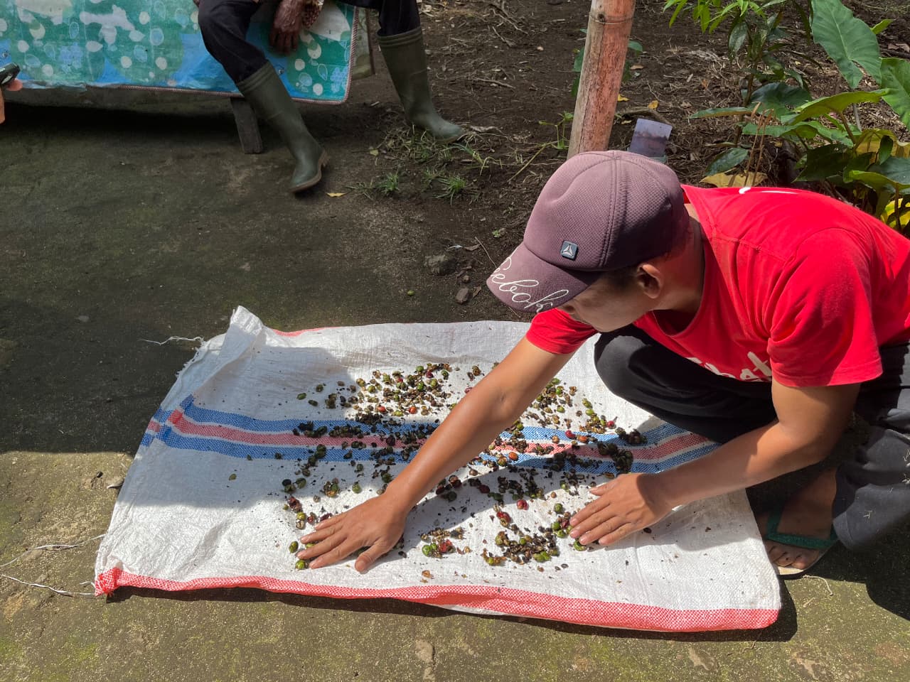 Proses Penjemuran Kopi
